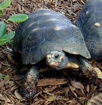 Picture of a red-legged tortoise (Geochelone carbonaria), St. Thomas, U.S. Virgin Islands. (reptiles)