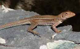 Picture of a ground lizard (Ameiva exsul), St. Thomas, U.S. Virgin Islands. (reptiles)