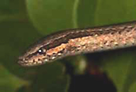 Picture of ground snake (Arryhton exiguus), St. Thomas, U.S. Virgin Islands. (reptiles)