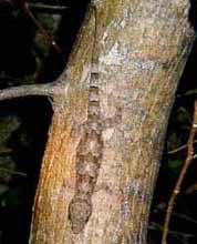 Picture of woodslave (gecko) (Hemidactulus mabouia), St. Thomas, U.S. Virgin Islands. (reptiles)