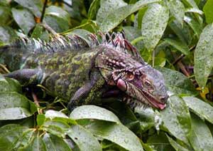 Picture of green iguana (Iguana iguana), St. Thomas, U.S. Virgin Islands. (reptiles)