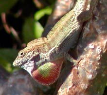 Picture of crested anole (Anolis cristatellus), St. Thomas, U.S. Virgin Islands. (reptiles)
