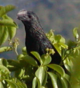 Picture of a smooth billed ani (Crotophaga ani), St. Thomas, U.S. Virgin Islands. (birds)