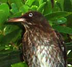 Picture of a pearly-eyed thrasher (Margarops fuscatus), St. Thomas, U.S. Virgin Islands. (birds)
