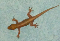 Picture of a woodslave (gecko) (Hemidactulus mabouia),  St. Thomas, U.S. Virgin Islands. (reptiles)